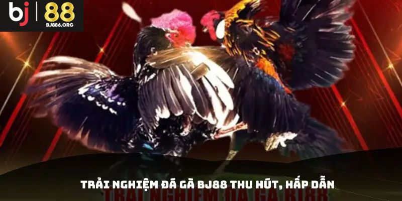 Quy trình tham gia chọi kê tại nhà cái nên nắm
