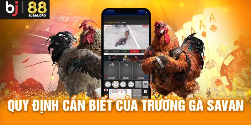 Luật thi đấu cho chiến kê tại Savan