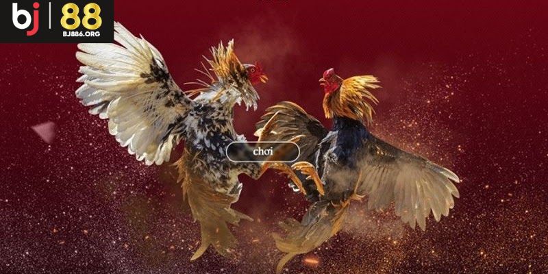 Một số điều nên lưu ý khi tiến hành cá cược tại đá gà BJ88