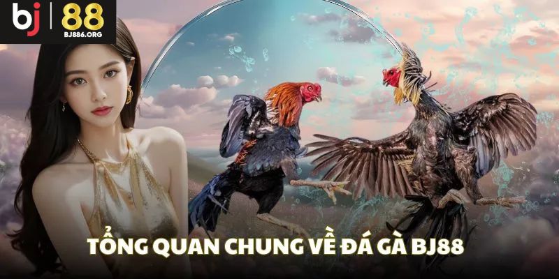 Một vài thông tin tổng quan về sân chơi chọi kê 