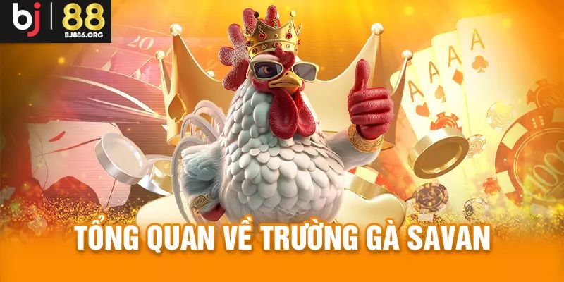 Khái quát thông tin cơ bản về trường gà Savan