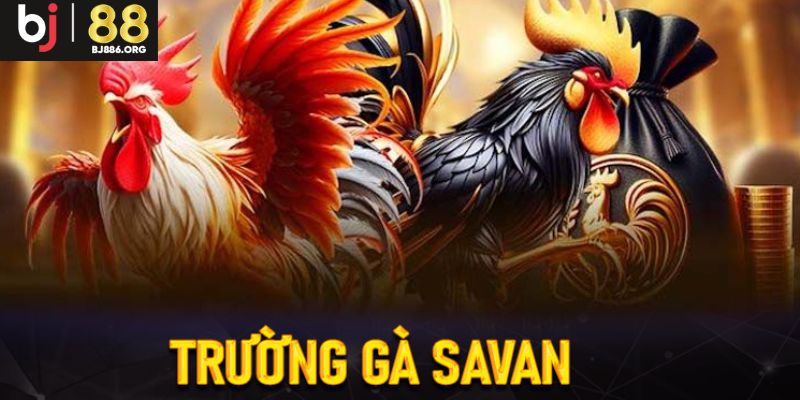 Ưu điểm nổi bật của trường đấu Savan tại Bj88